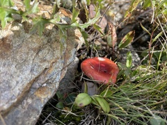 Russula