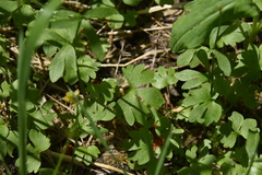 Ranunculus eschscholtzii