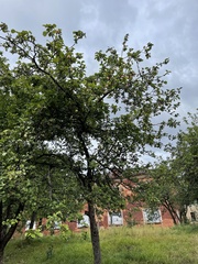 Malus domestica