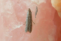 Homoeosoma electella