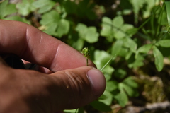 Ranunculus eschscholtzii