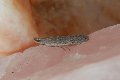Homoeosoma electella