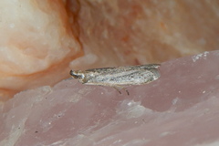 Homoeosoma electella