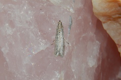 Homoeosoma electella