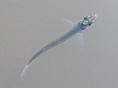 Atheriniformes