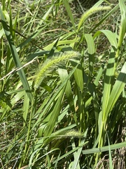 Setaria faberi