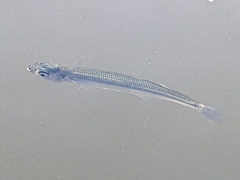 Atheriniformes