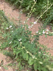 Lespedeza cuneata