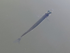 Atheriniformes
