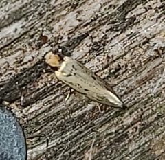 Tinea apicimaculella