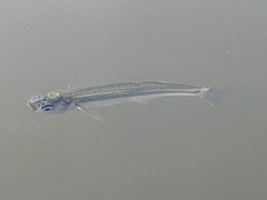 Atheriniformes