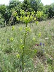 Ferulago galbanifera