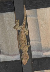 Gekko smithii