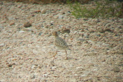 Calidris subruficollis