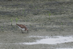 Calidris ruficollis