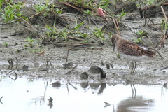 Calidris subminuta