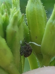 Acanthoscelidius acephalus