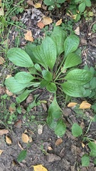 Plantago urvillei