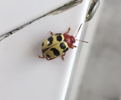 Notozona histrionica