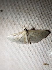 Herpetogramma