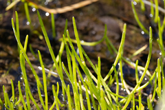 Lilaeopsis occidentalis