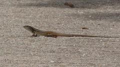 Psammodromus algirus