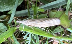 Agriphila inquinatella