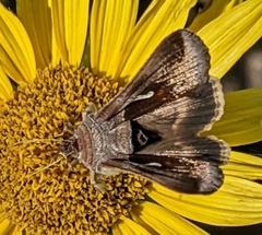 Anagrapha falcifera