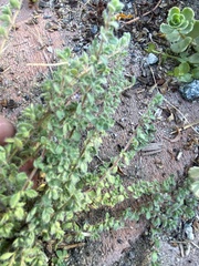 Acmispon brachycarpus