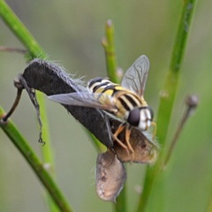 Helophilus trivittatus