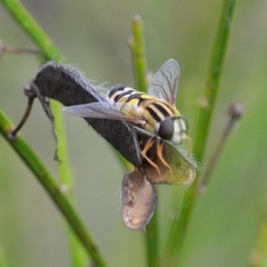 Helophilus trivittatus