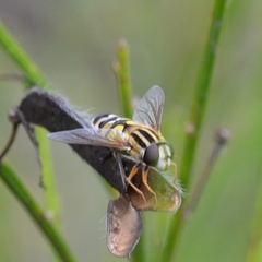 Helophilus trivittatus