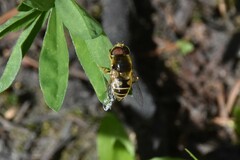 Eristalis hirta