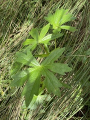 Sidalcea