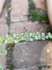 Acmispon brachycarpus