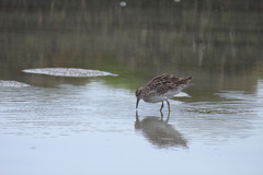 Calidris acuminata