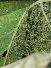 Hyphantria cunea