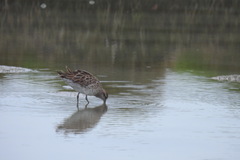 Calidris acuminata