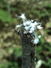 Grylloprociphilus imbricator