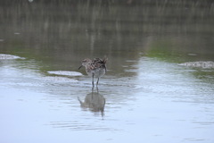 Calidris acuminata