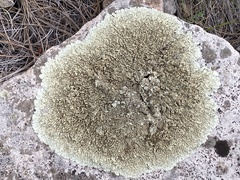 Xanthoparmelia cumberlandia