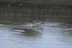 Calidris ruficollis