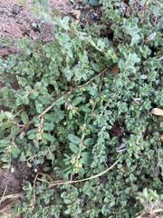 Acmispon brachycarpus