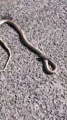 Masticophis fuliginosus