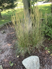 Calamagrostis stricta