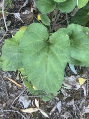 Arctium lappa
