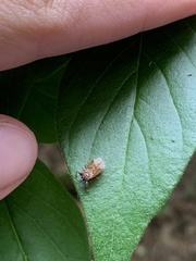Gastrodes abietum