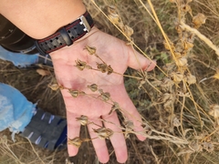Potentilla astracanica