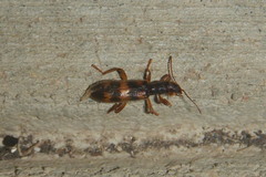 Cymatodera undulata