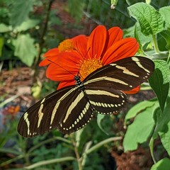 Heliconius charithonia